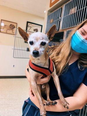 Kim looking after one of our elderly patients Taco. He is the absolute sweetest.