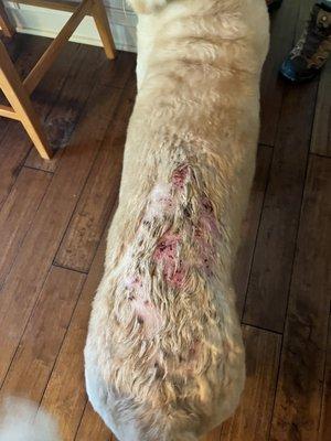 This is about a week after grooming after my vet cleaned it up. The hair follicles were infected and ruptured under the skin.