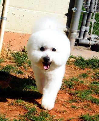 Winston the bichon fresh out of the grooming room!