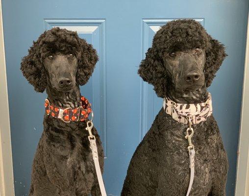 My two standard poodles who LOVE the Main Groomer!