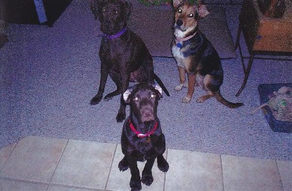 "Molly", "Duncan", and "Bailey" - Amy T's dogs