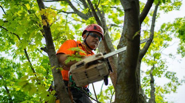 Ryan Lawn & Tree is your #1 choice for tree trimming, tree removal, and stump grinding in the Kansas City area.