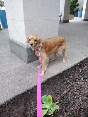 Pixie loves her dog walk! Costa Mesa