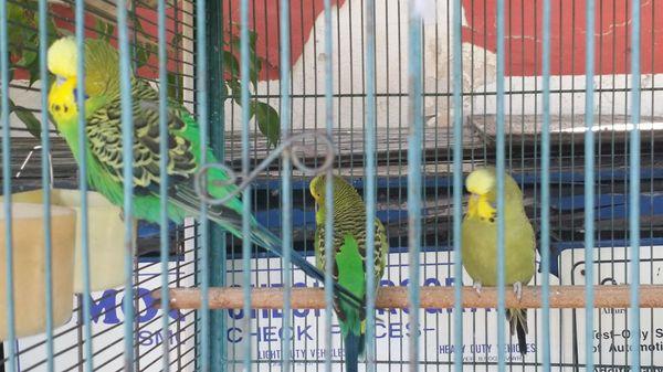 Parakeets