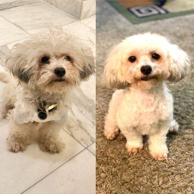 Before and after dog grooming at Bark and Collar