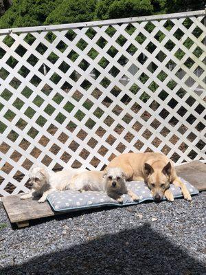 Rory and the pupperonis taking sun she loves sun bathing