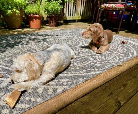 Denny and Billy Ray enjoying time in the sun with their new summer cuts, courtesy of Justin Stowe at The Barkershop