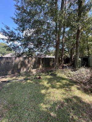 (Before)Trimming a few limbs that were getting too  comfortable with this client & neighbors fence.