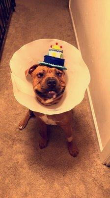 His eye surgery/ birthday. He was so over this cone but he could actually see