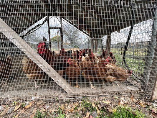 A slew of hens... and one crowing rooster.