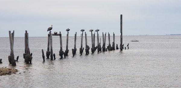 Pelicans on the bay