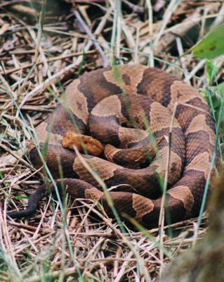 Snake spotted on the rocks beneath the lookout across from the parking lot. We also spotted a snake on the trail, so be careful!