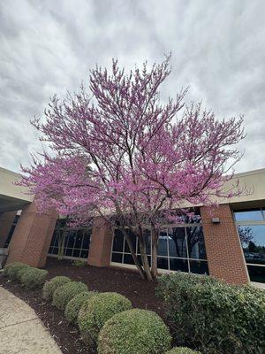 Spring is here ... tree to the right of the main entrance.