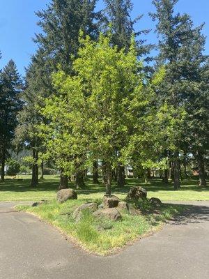 A nice tree/rock moment between diverging paths