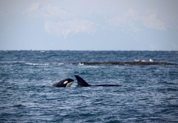 Baby Orca