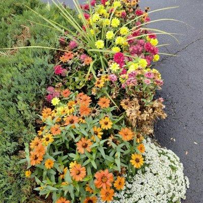 Patio plants!