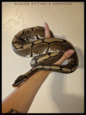 Spider ball python