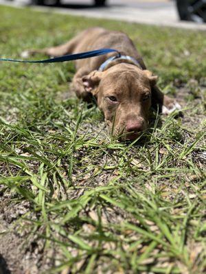 Brownie is tired after a fun Easter adoption event!