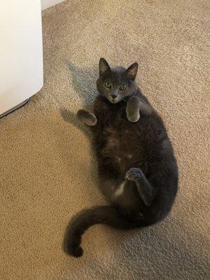 Sammy the 3-legged kitty