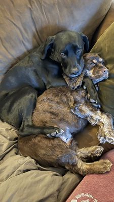 2 dogs cuddling