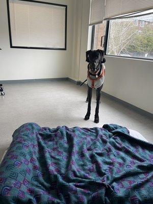 Big luxurious Great Dane rooms.