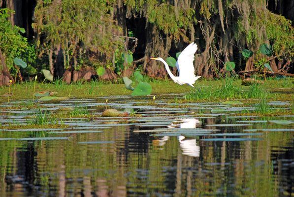 egret in flight