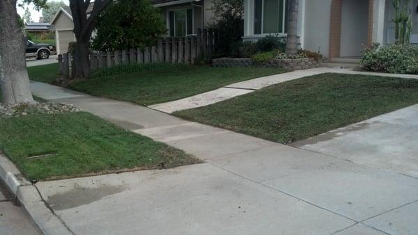 The lawn after aeration. You can see how patchy the lawn is despite my best efforts.