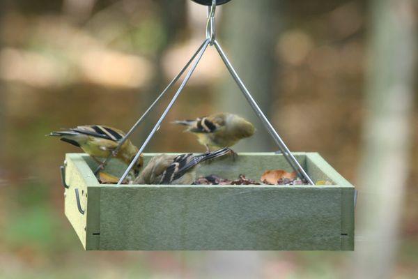 Green Solutions hanging tray feeder - GSHPF100