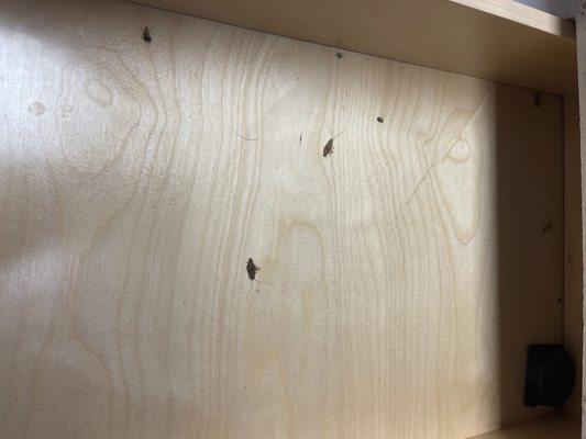 This is the cabinet of the kitchen full of roaches and was not cleaned when I moved