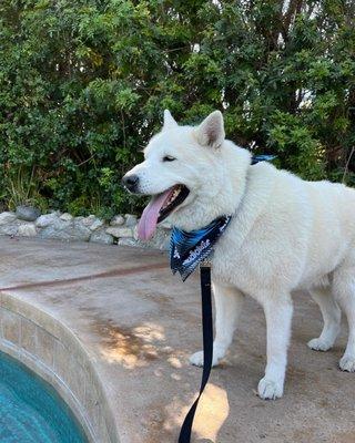 Husky mix rescued from riverside shelter needed double wash, flea bath, coat conditioning, deshedding