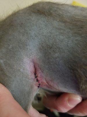 Stitches he needed due to their neglect.