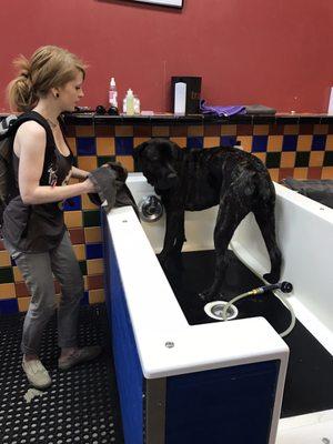 Ransom - Cane Corso 18 months getting his ears cleaned!