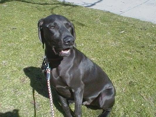 Bruno taking a break from his run at the beach