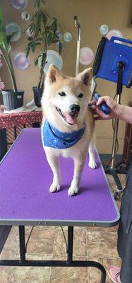 Mango at the groomer