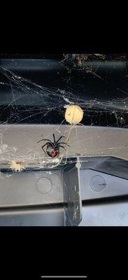 Black widow next to egg. They are reclusive and hide under rocks, boxes or shoes. Spotted in Lakewood Ranch, Florida.