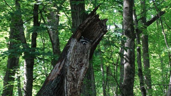 Saw this little raccoon on my hike