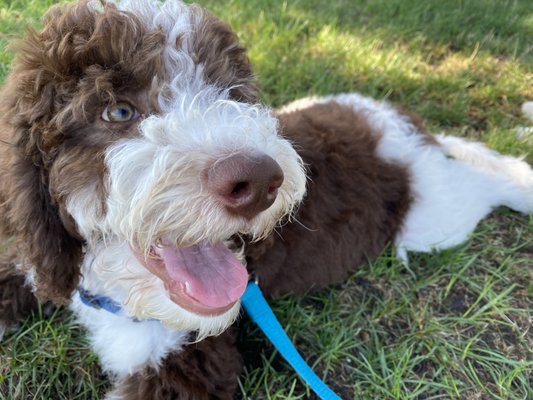 Mosey the Bernadoodle