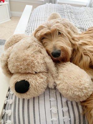 Bear with his teddy bear