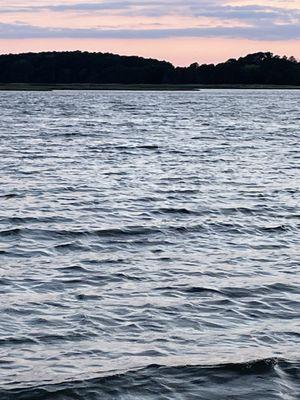 Pines across the bay