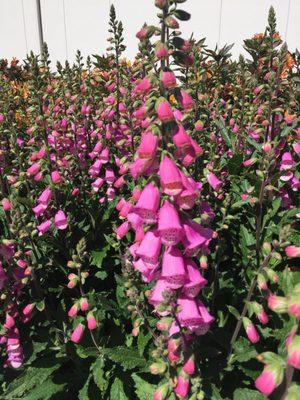 Great size.. color... flower count... amazing! Digitalis or Fox glove