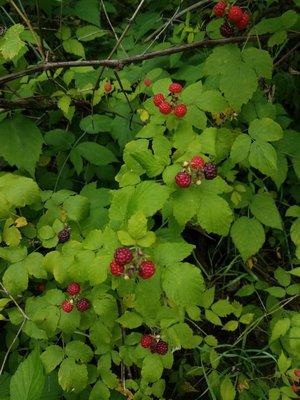 Lots of blackberries