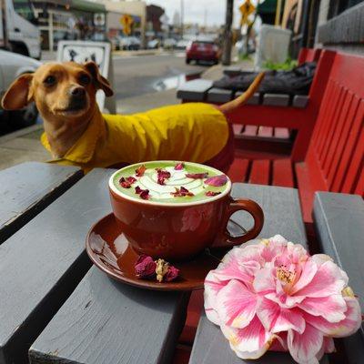 Dobby enjoying a Rose Matcha on the first day of Spring.