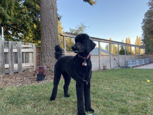 Pepper on haircut day after her second birthday. Looking so proud!