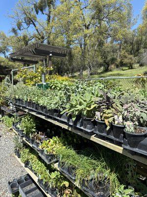 Fabulous Herb selection.