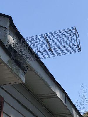 Built this cage so squirrels can get out of the attic.