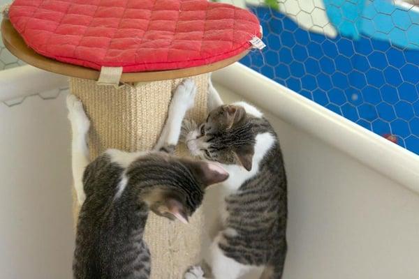 Kitties enjoying a cat scratching post