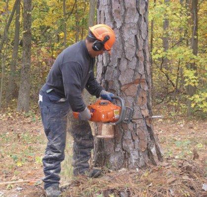 Tree removal service in Gates Mills