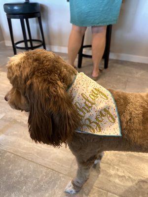 Sherlock fresh from The Pet Groomer to his Puppy  Birthday    party .