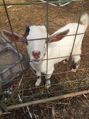 Noisy goat is there to entertain you