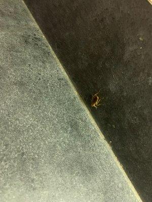 Roach on the kitchen counter